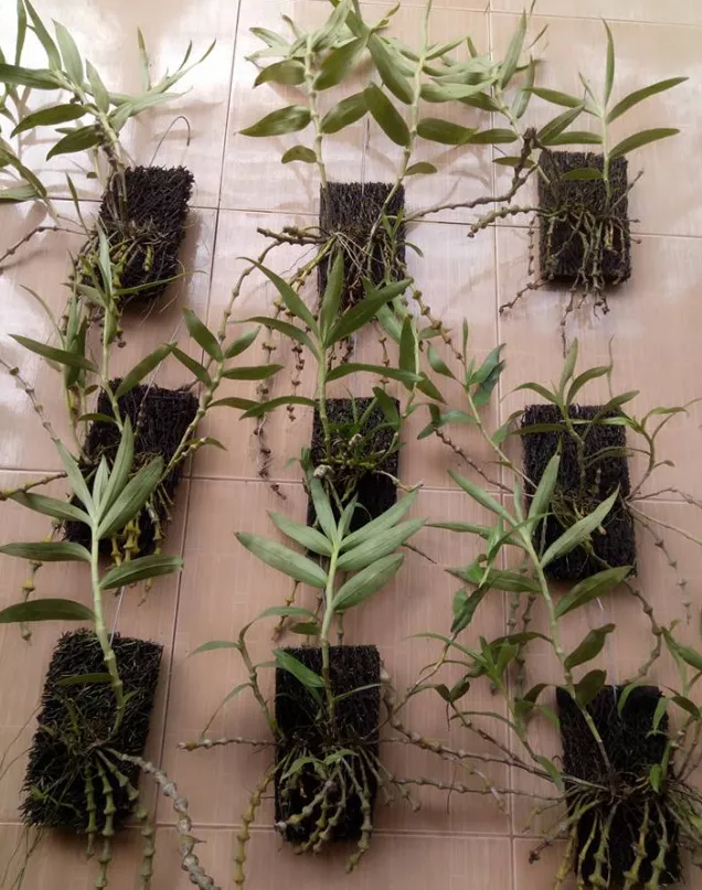 Kỹ thuật tưới nước cho lan trúc phật bà