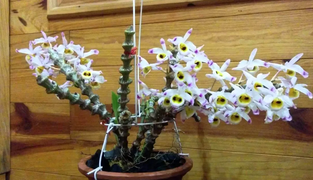 Hoa lan trúc phật bà bung nở rực rỡ 1