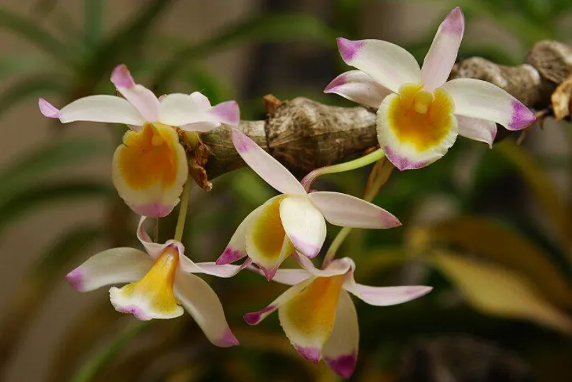 Hoa lan trúc phật bà bung nở rực rỡ 3