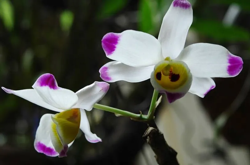 Hoa lan trúc phật bà bung nở rực rỡ 4