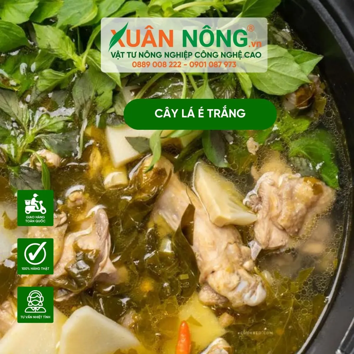 Lau ga la e - Anh minh hoa mon lau ga la e