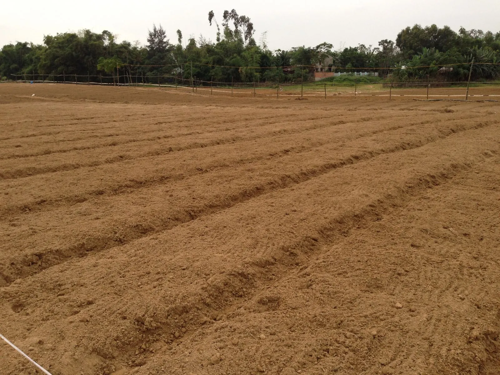 Lên luống trước khi xuống giống