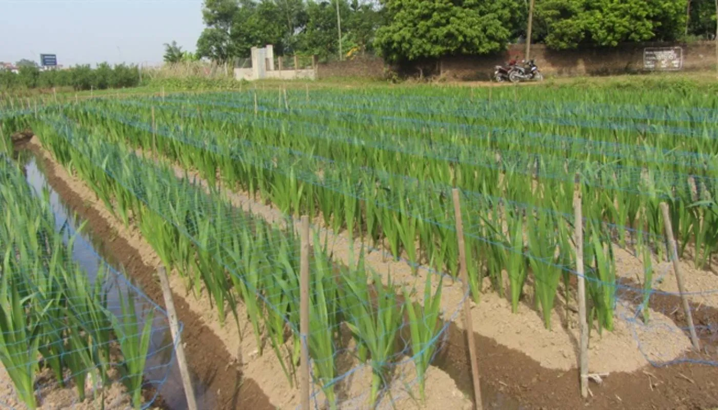 Lên luống, xẻ rạch đất trồng