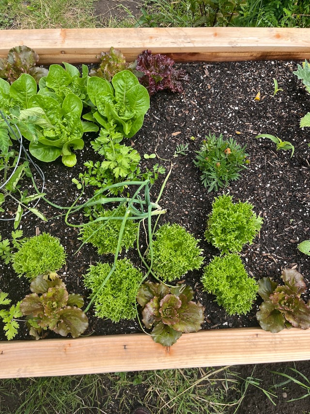 Cách Trồng Bơ Tại Nhà: Hướng Dẫn Toàn Diện Cho Người Mới Bắt Đầu Cách Trồng Bơ Tại Nhà: Hướng Dẫn Toàn Diện Cho Người Mới Bắt Đầu