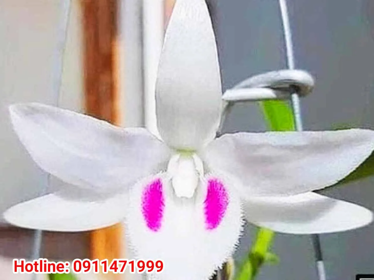 Độ thông thoáng và độ ẩm cần được kiểm soát tốt để đảm bảo cây Lan Phi Điệp 5 Cánh Trắng ra nụ hoa chất lượng