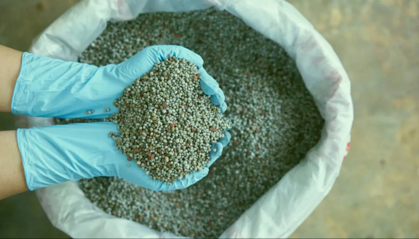 Chọn phân bón và liều lượng bón cho cây hoa baby