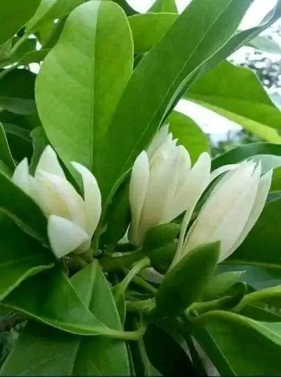 Cây Ngọc Lan tượng trưng cho lòng hiếu thảo và sự kiên cường