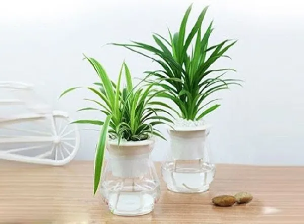 Lợi ích của việc trồng cây lá dứa thủy canh