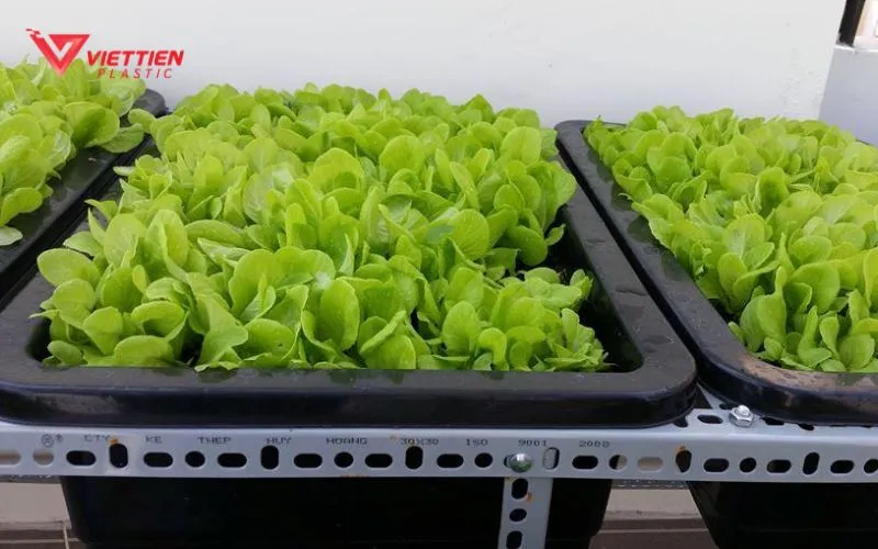 Trồng cây trong thùng nhựa giúp tiết kiệm không gian và tối ưu hóa diện tích canh tác