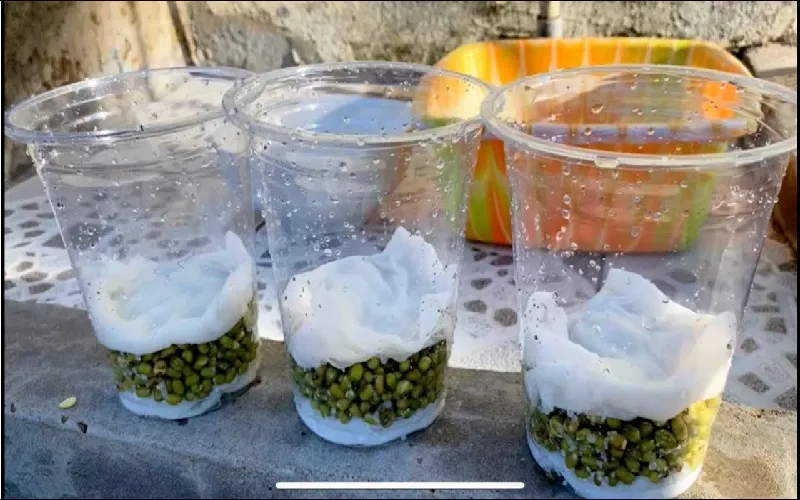 Lợi ích tuyệt vời của việc trồng giá đỗ bằng bông gòn