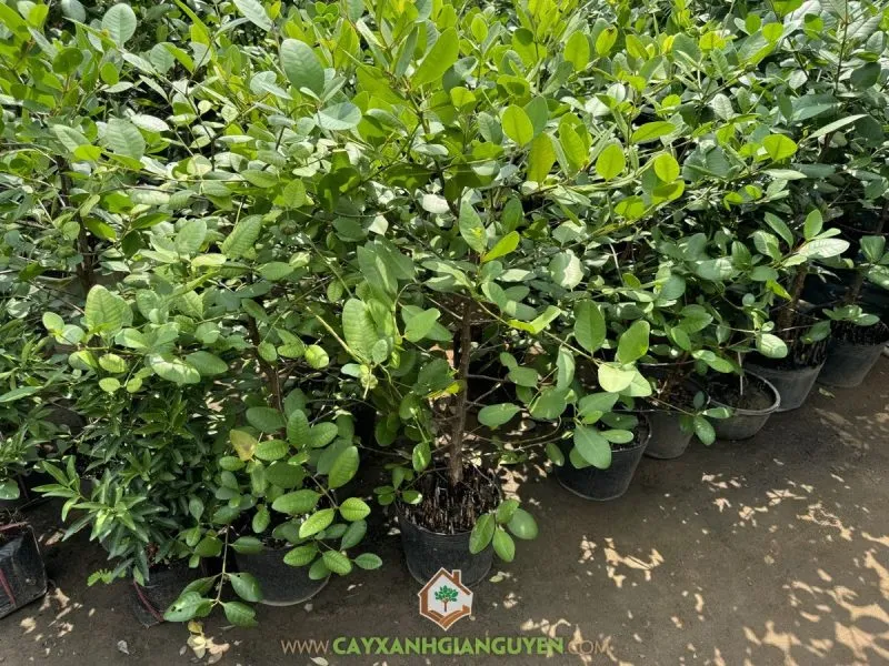 Lựa chọn giống cây bần ổi khỏe mạnh và đất trồng tơi xốp