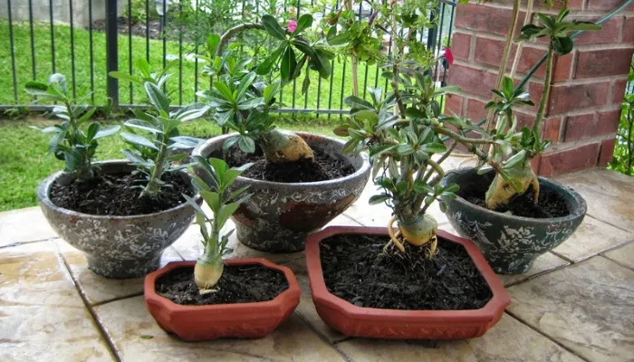 Hình ảnh một cây hoa sứ được trồng trong chậu đất nung