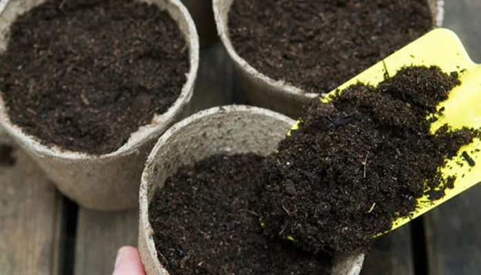 Yêu cầu về loại đất trồng cho cây hoa cúc chi vàng