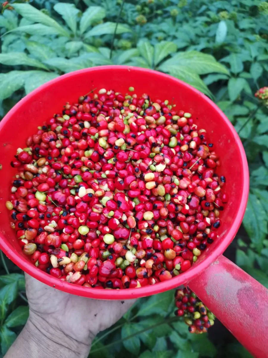 Quy trình lựa chọn hạt giống chất lượng cho cách trồng nhân sâm Việt Nam