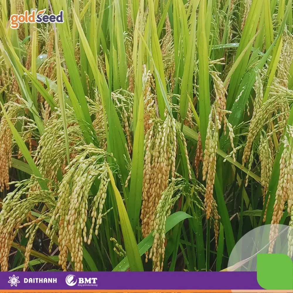 Lúa vụ Đông Xuân 2023-2024