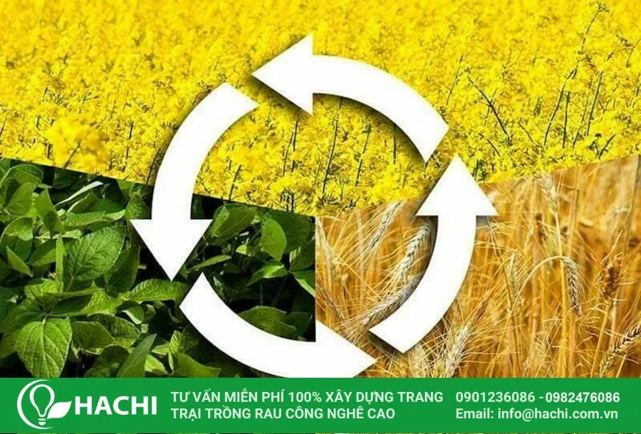 Liên tục luân phiên cây trồng là cách cải tạo đất sét để trồng rau hiệu quả