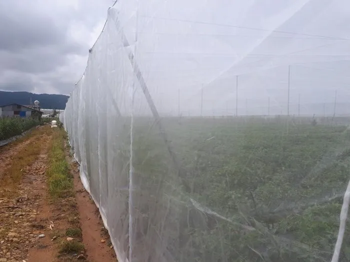 Lưới chắn côn trùng, vật liệu quan trọng không thể thiếu của nhà lưới trồng rau