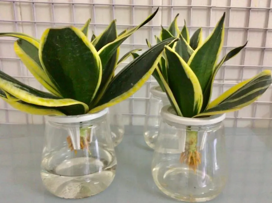 Cây Lưỡi Hổ đang phát triển rễ mới trong bình thủy tinh