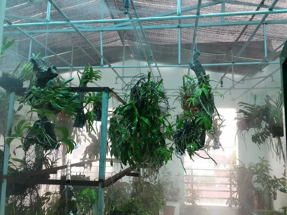 luoi lan che vuon lan