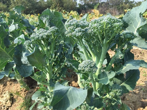 Hướng Dẫn Chi Tiết Cách Trồng Súp Lơ Xanh Baby Đạt Năng Suất Cao