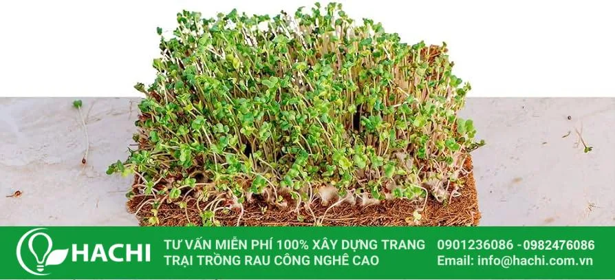 Một số lưu ý cần biết khi trồng rau mầm bằng xơ dừa