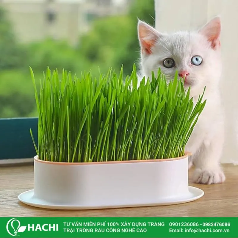 Những lưu ý khi chăm sóc cỏ lúa mì trồng thủy canh