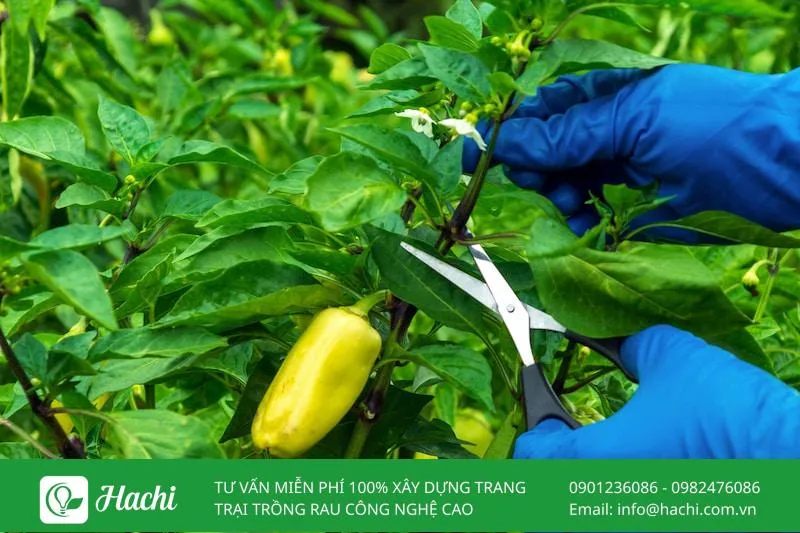 Thường xuyên cắt tỉa cành và lá để tối ưu hóa sự lưu thông không khí và giúp cây trồng ớt thủy canh tập trung dinh dưỡng nuôi quả