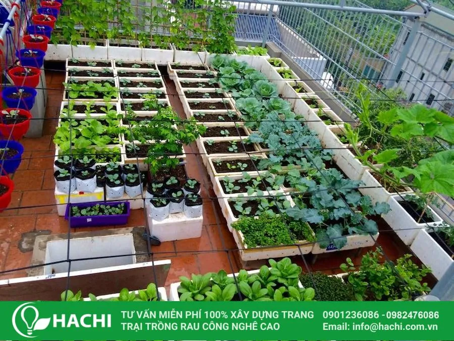 Chọn loại rau phù hợp với điều kiện khí hậu địa phương đang sinh sống