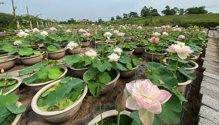 Các lưu ý cần nắm khi trồng và chăm sóc sen trong chậu