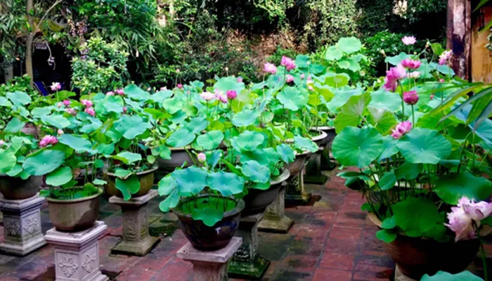 Nước và ánh sáng cho sen