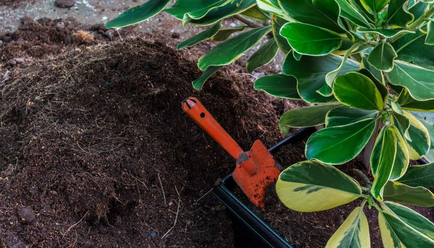 Cách Trồng Và Chăm Sóc Cây Sống Đời Phát Triển Khỏe Mạnh Và Ra Hoa Đúng Tết