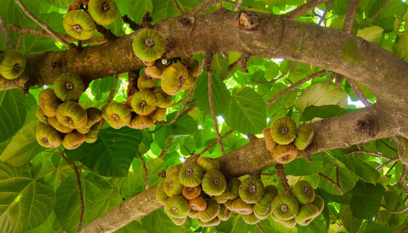 lý do cây sung Mỹ được ưa chuộng về phong thủy và dinh dưỡng