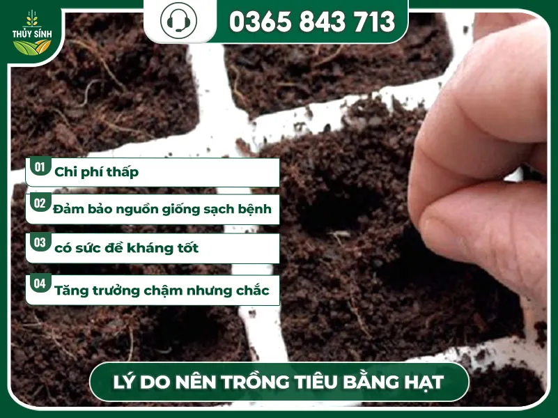 Lợi ích khi áp dụng hướng dẫn cách trồng tiêu bằng hạt