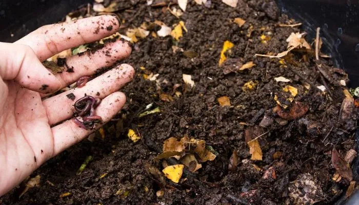 Lý do nên ủ rác thải nhà bếp