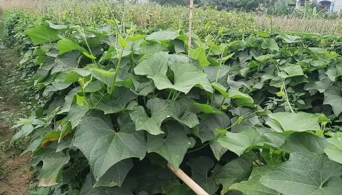 Nguyên nhân khiến cây su su không ra quả