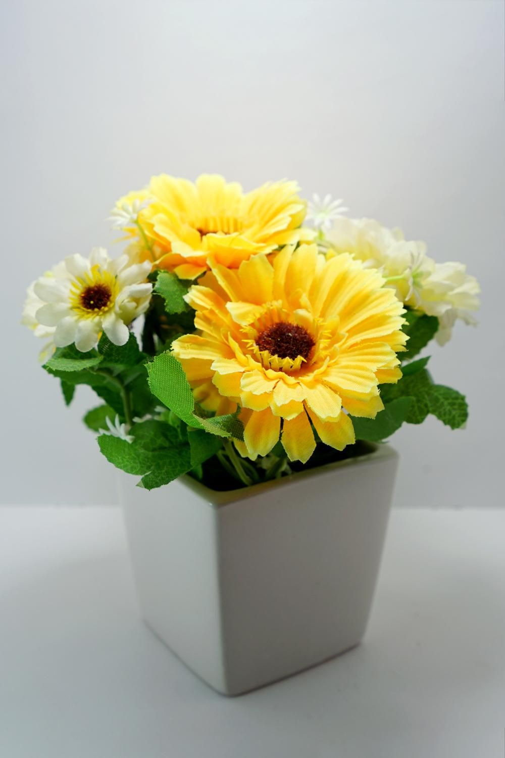 Cách Trồng Hoa Cẩm Chướng Bằng Hạt Chi Tiết Nhất Cho Người Mới Bắt Đầu