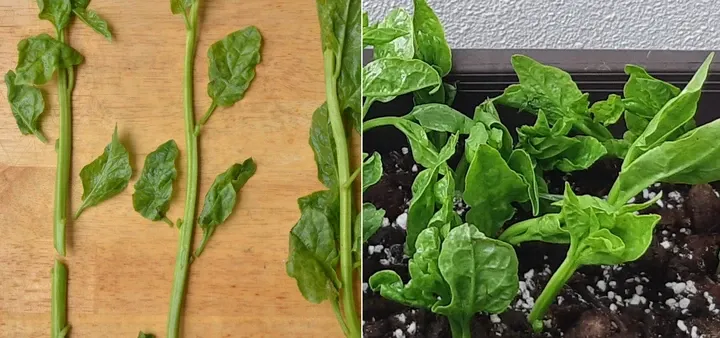 Quy trình trồng mồng tơi bằng cành, cho thấy các bước giâm cành và chăm sóc. (Ảnh: Gardensbythebay)