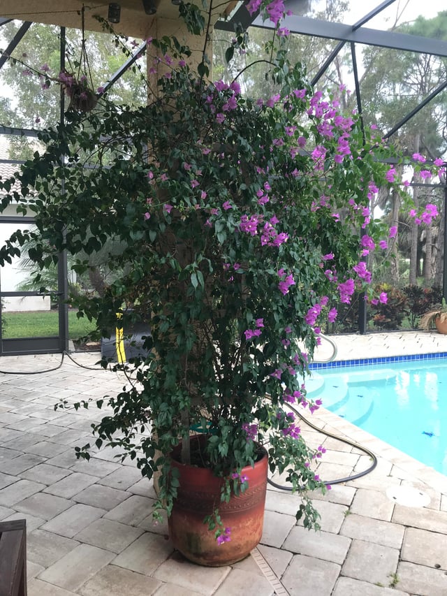 Cách Trồng Hoa Giấy Bonsai Từ A Đến Z Cho Người Mới Bắt Đầu