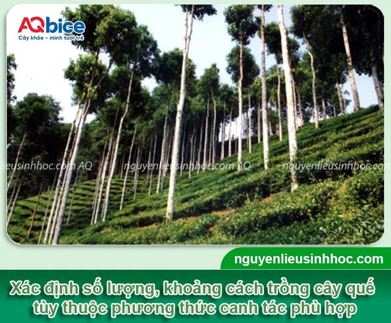 Alt text mô tả các cây quế đã trưởng thành đang được khai thác trong rừng