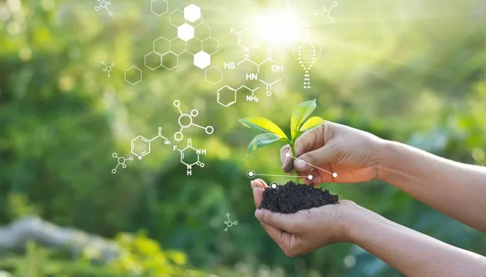 Đảm bảo mật độ ánh sáng phù hợp để cây Vạn Niên Thanh Leo Cột quang hợp hiệu quả