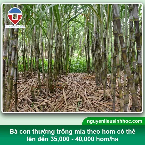 Không nên trồng quá nhiều cây mía sát nhau, nên có khoảng trống để cây có không gian phát triển