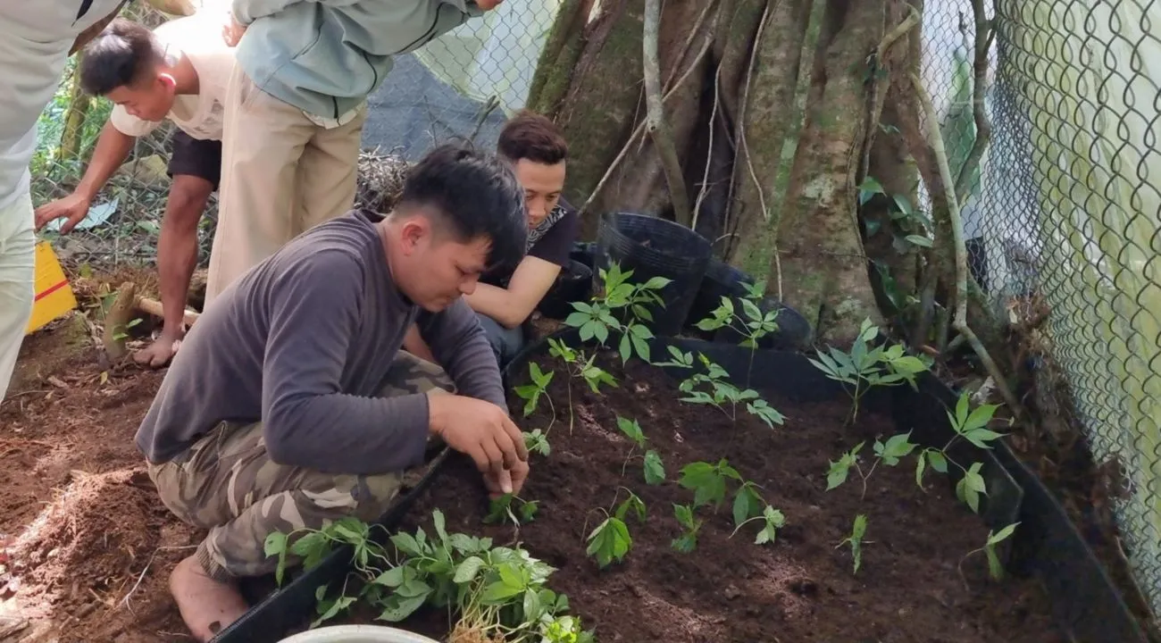 Mô hình mật độ và khoảng cách trồng cây sâm Việt Nam