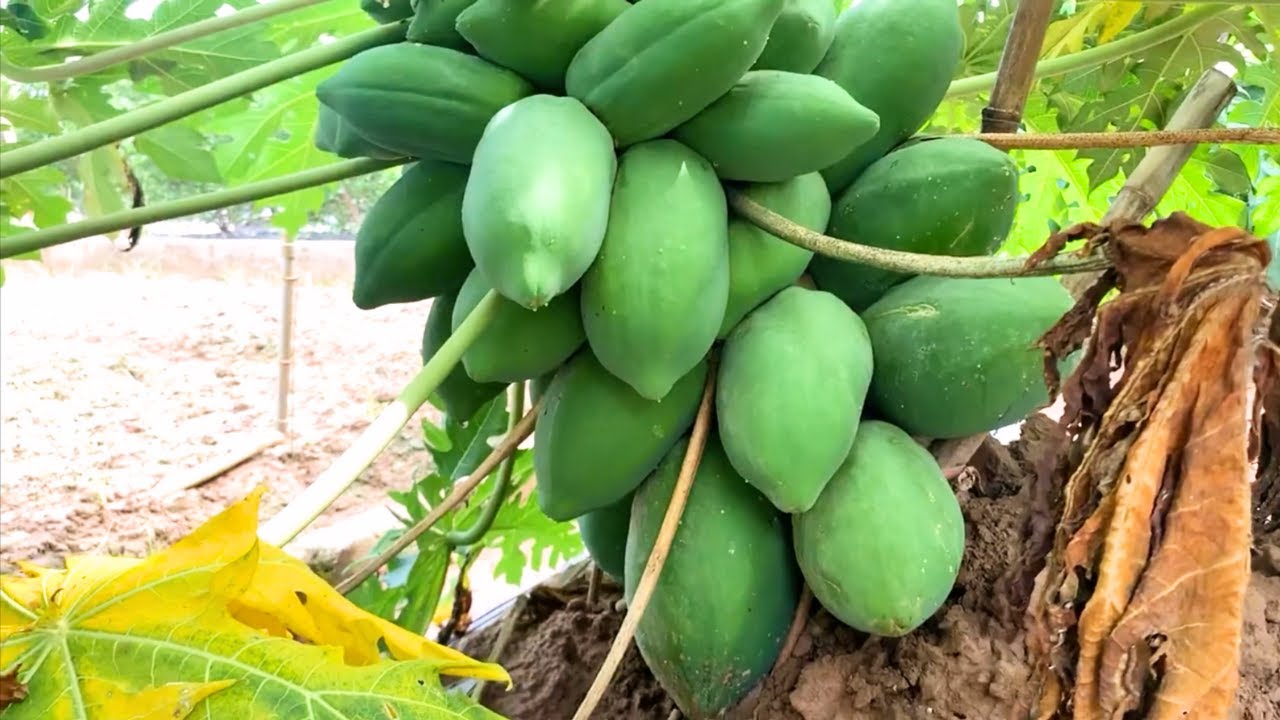 Cách Trồng Đu Đủ Trong Thùng Xốp Đạt Năng Suất Cao Tại Nhà