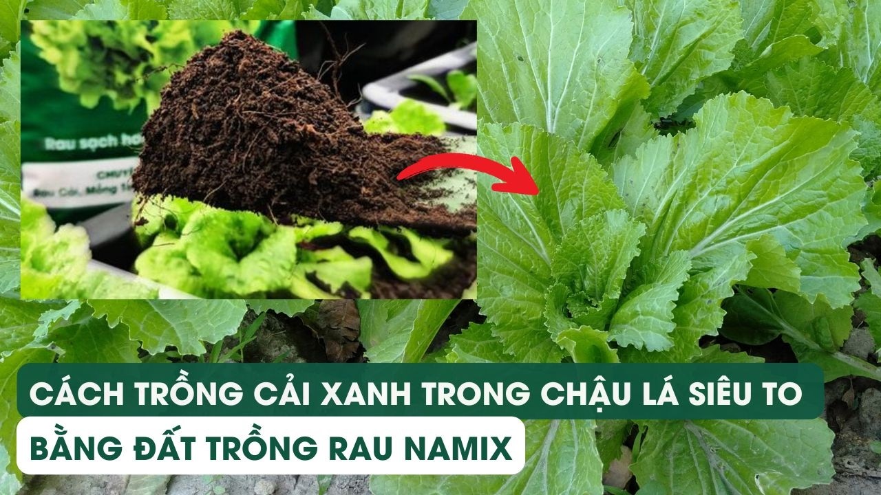 Cách Trồng Bông Cải Xanh Tại Nhà: Hướng Dẫn Chi Tiết Từ A Đến Z