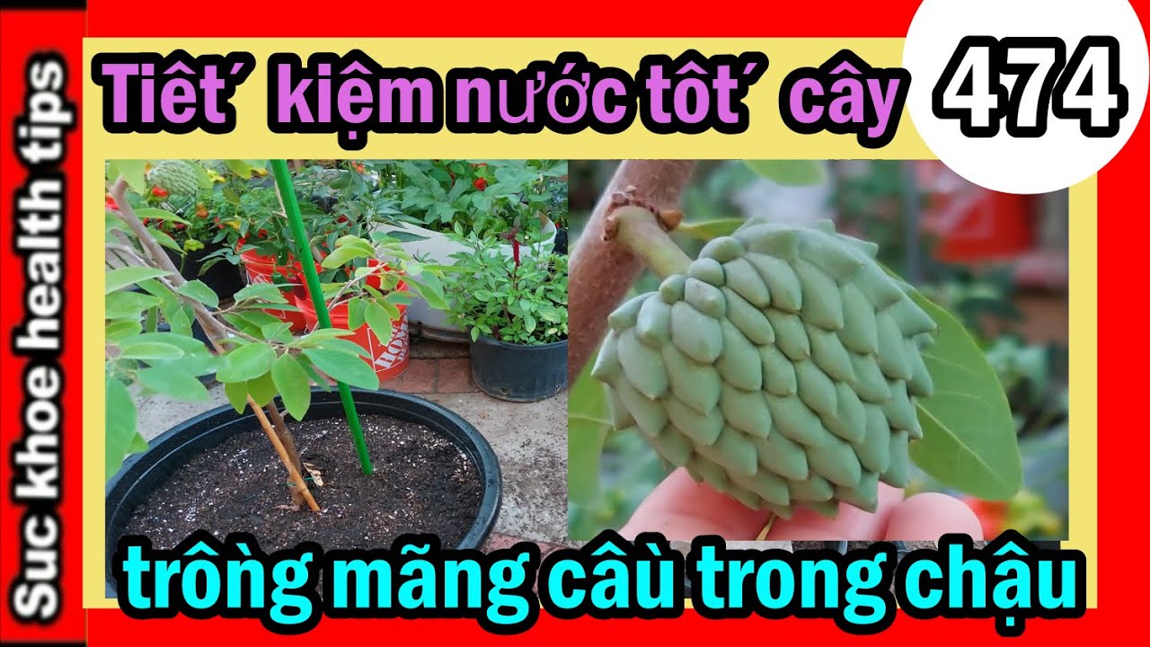 Cách Trồng Ớt Chuông Trong Chậu Để Thu Hoạch Quả Giòn Ngọt Tại Nhà