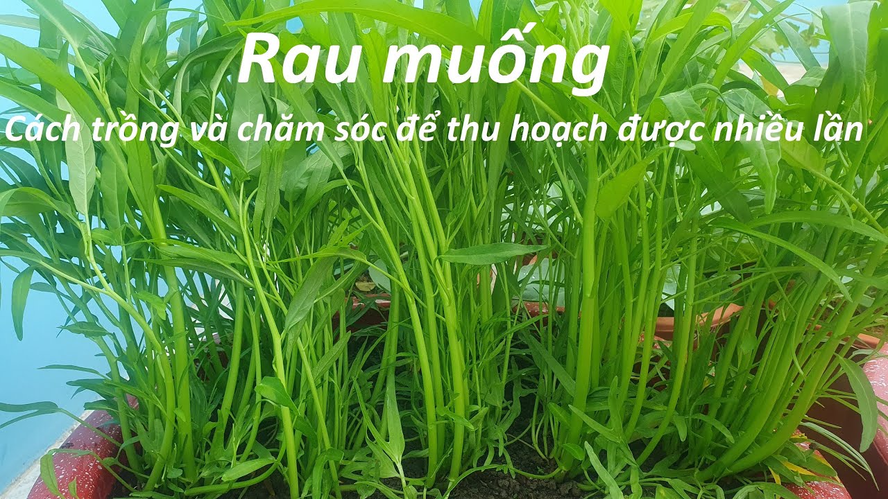 Cách Trồng Cây Chè Xanh Tại Nhà Chi Tiết Nhất: Từ Giống Đến Thu Hoạch