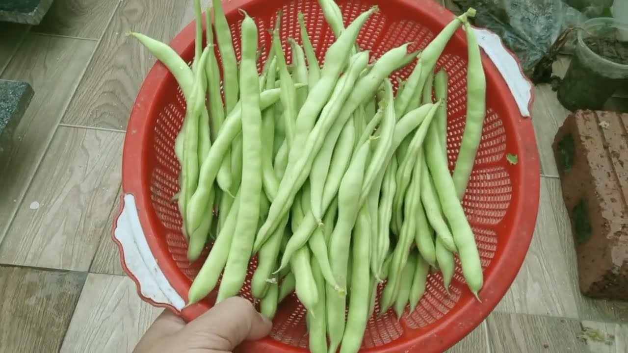 Cách Trồng Đậu Cove Leo Trong Thùng Xốp Cho Năng Suất Tối Đa Tại Nhà