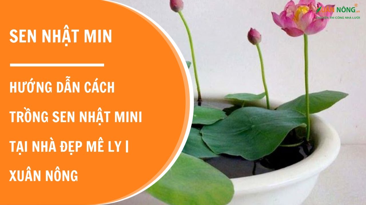 Cách Trồng Hoa Sen Nhật Bằng Hạt: Hướng Dẫn Chi Tiết Từ A Đến Z