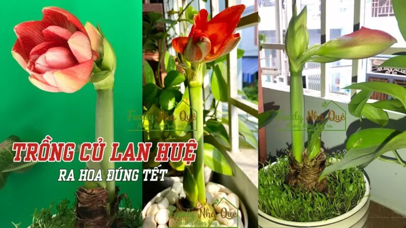 Bón phân Kali và quy trình thúc hãm để hoa huệ đỏ nở vào dịp tết