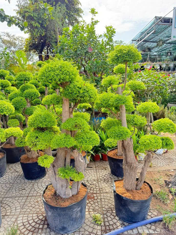 Cách Trồng Và Chăm Sóc Cây Tùng Tuyết Mai Chi Tiết Từ A Đến Z